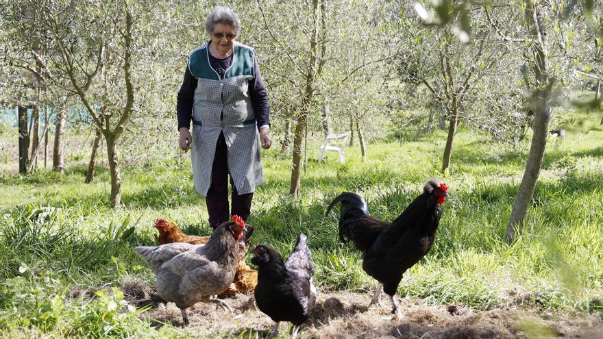 La comarca de Pontevedra supera los 3.000 gallineros familiares registrados en la Xunta