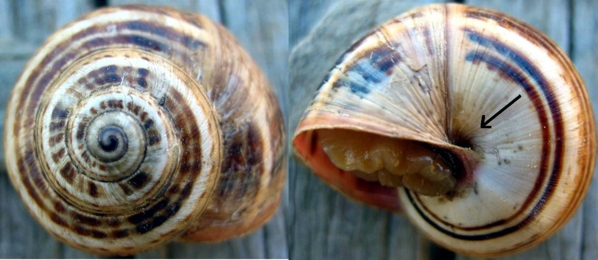 Theba pisana.