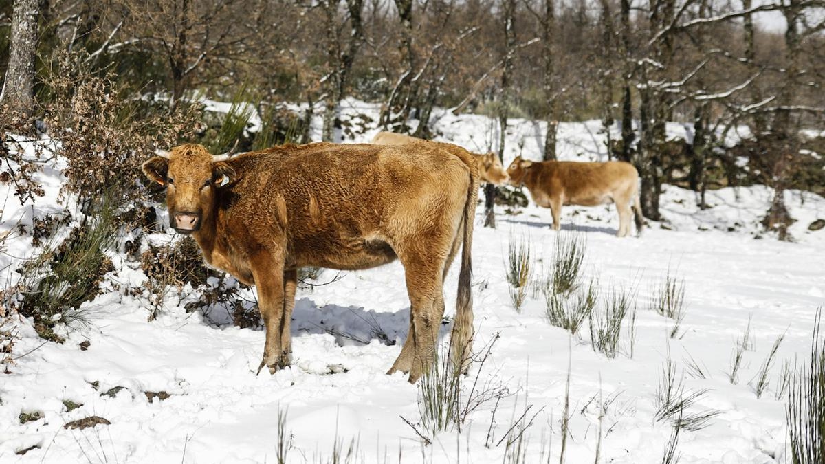 GALERÍA | La nieve deja un paisaje de ensueño en Sanabria