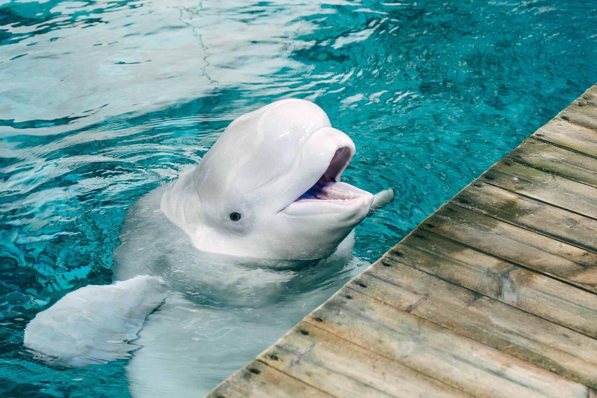 Kylu, la beluga de l'Oceanogràfic.
