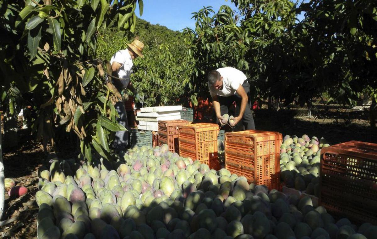 Agricultores en una finca de subtropicales del término de Vélez-Málaga. | L. O.