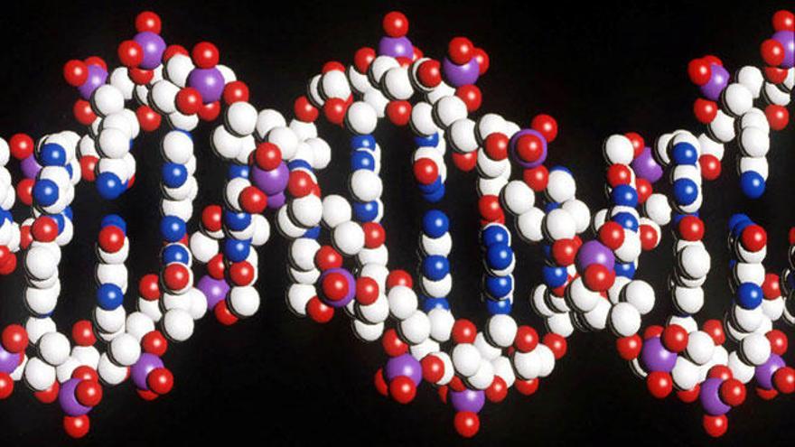 La proteína MCL-1 hace que las células tengan una larga vida