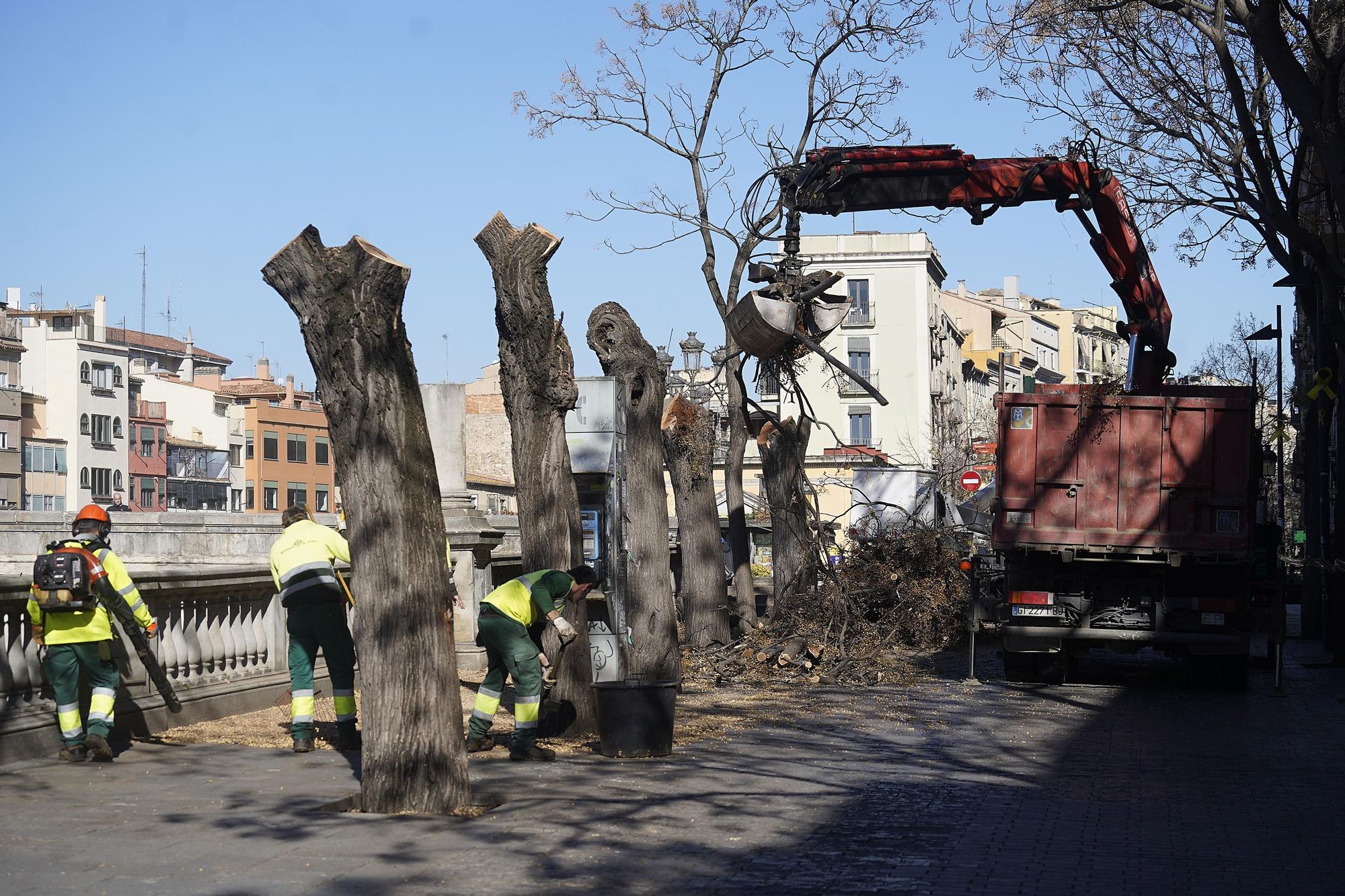 Talen cinc arbres a prop del pont de Pedra de Girona que podien caure