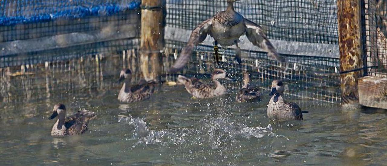 Suelta de ejemplares de cerceta pardilla en el parque natural de El Hondo. | INFORMACIÓN