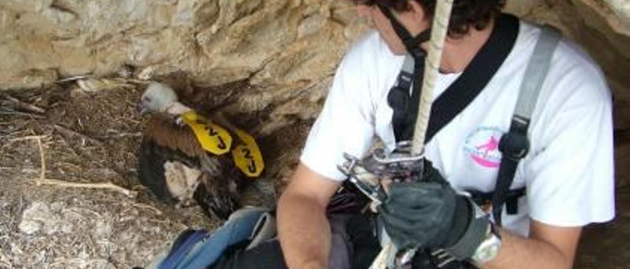 Imagen del marcaje de buitres en la zona del aviario. Los pollos también son marcados en sus nidos, a donde se accede con técnicas de escalada.