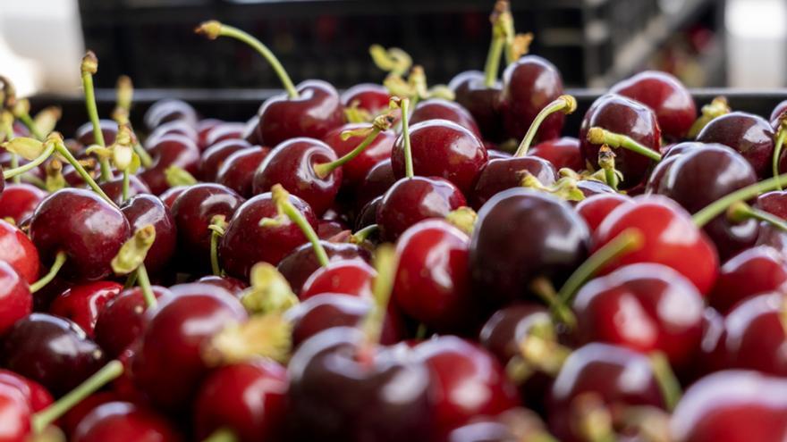 Las cerezas valencianas: por qué son las más dulces