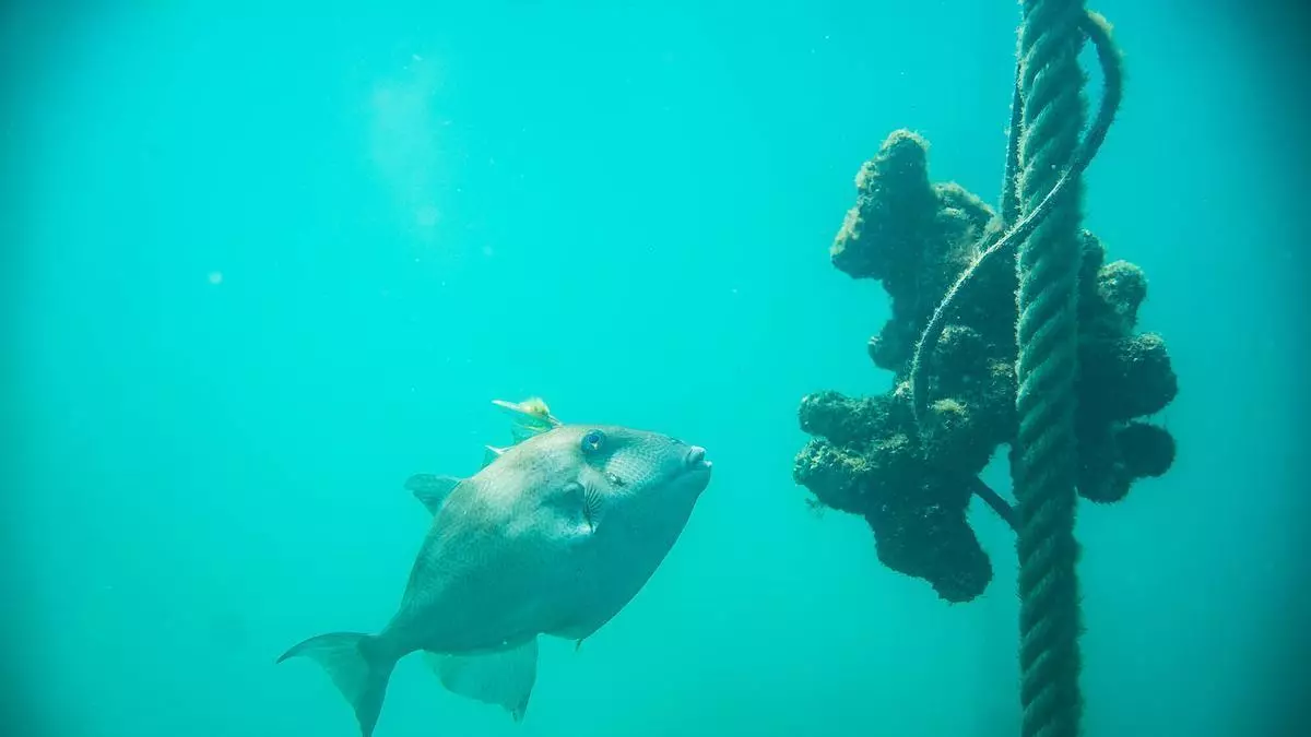 El Puerto de Vigo licita el contrato de gestión de «Atlántida»: las ventanas submarinas se limpiarán una vez por semana por buzos
