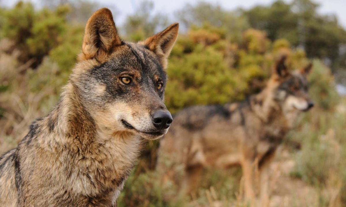 Lobos ibéricos Ana Retamero WWF