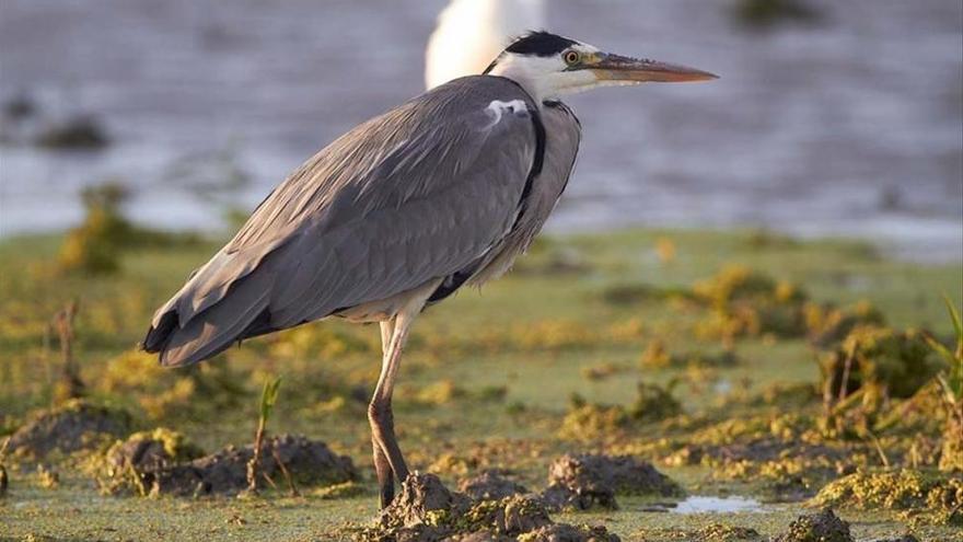 La población de aves invernantes aumenta en el delta del Ebro