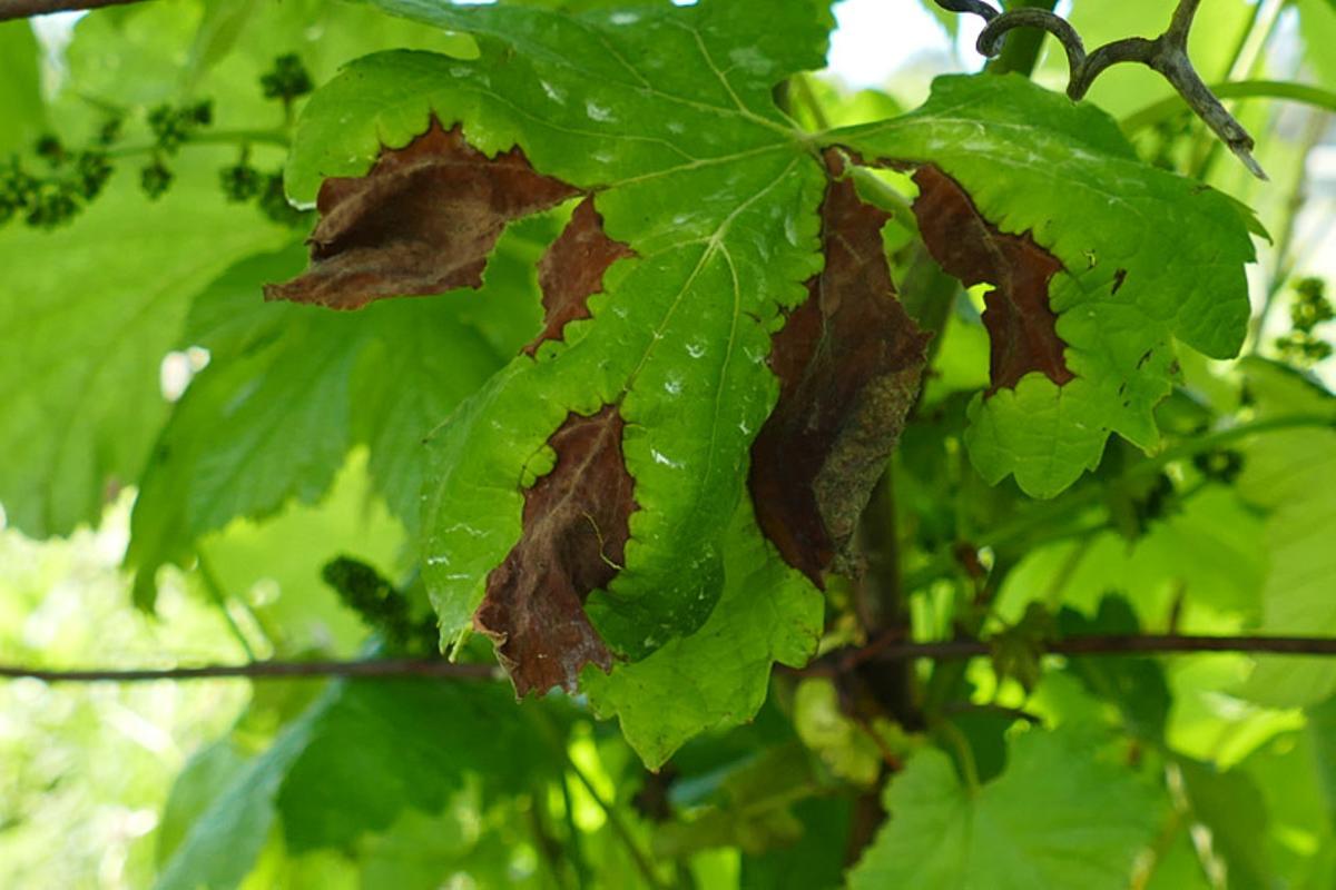 Hoja con sintomas de botritis.