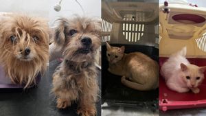 ¿Cómo adoptar a los perros y gatos abandonados en un piso de Figueres? Así puedes contactar