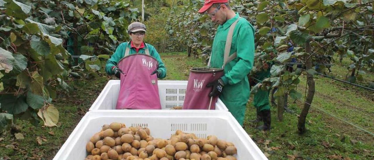 Loli Espina y Santiago Álvarez recogen kiwis en la explotación de la Vega de Aguín (Piloña).