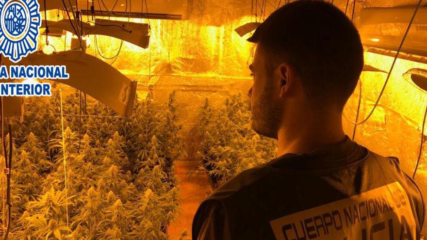 Desmantellada una plantació de marihuana a Masquefa