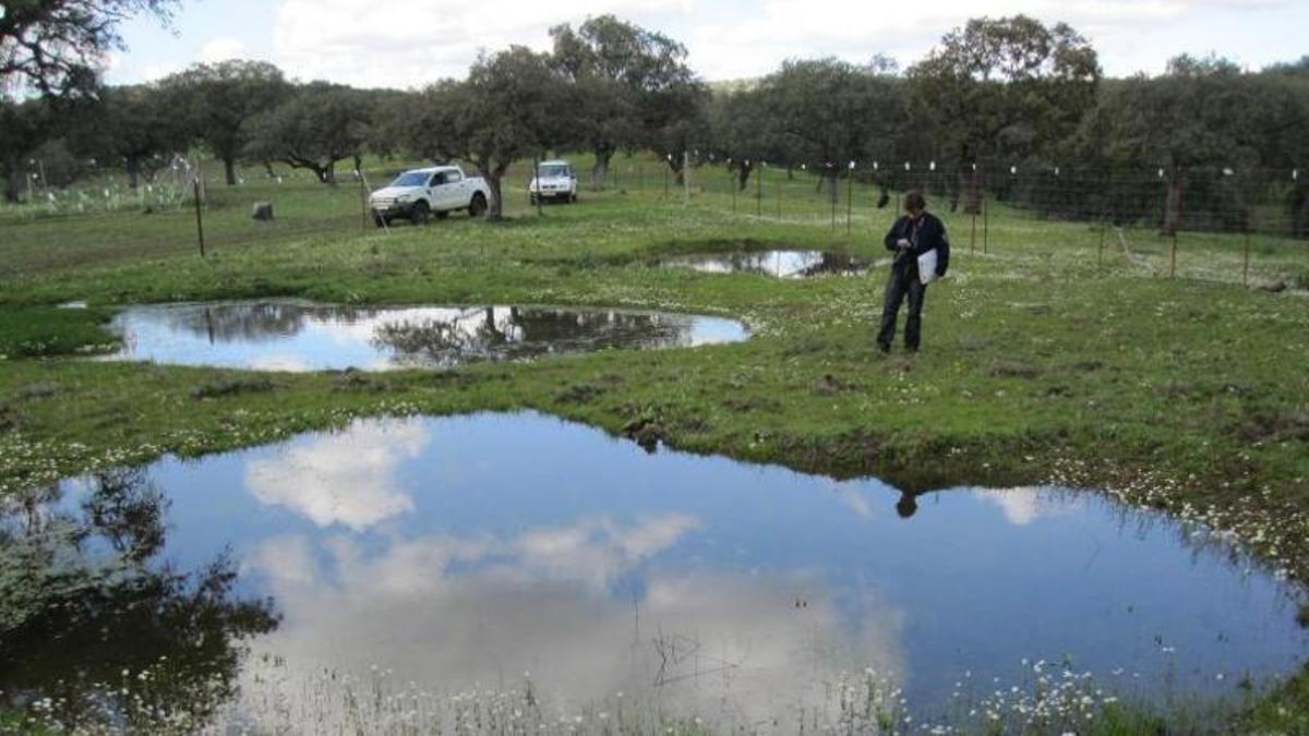 Varias charcas artificiales para potenciar los anfibios en las medidas compensatorias de la Breña II.