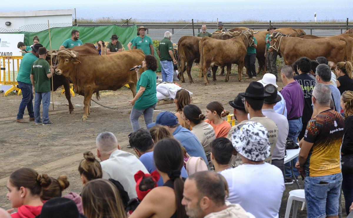 Feria de Ganado de Gran Canaria
