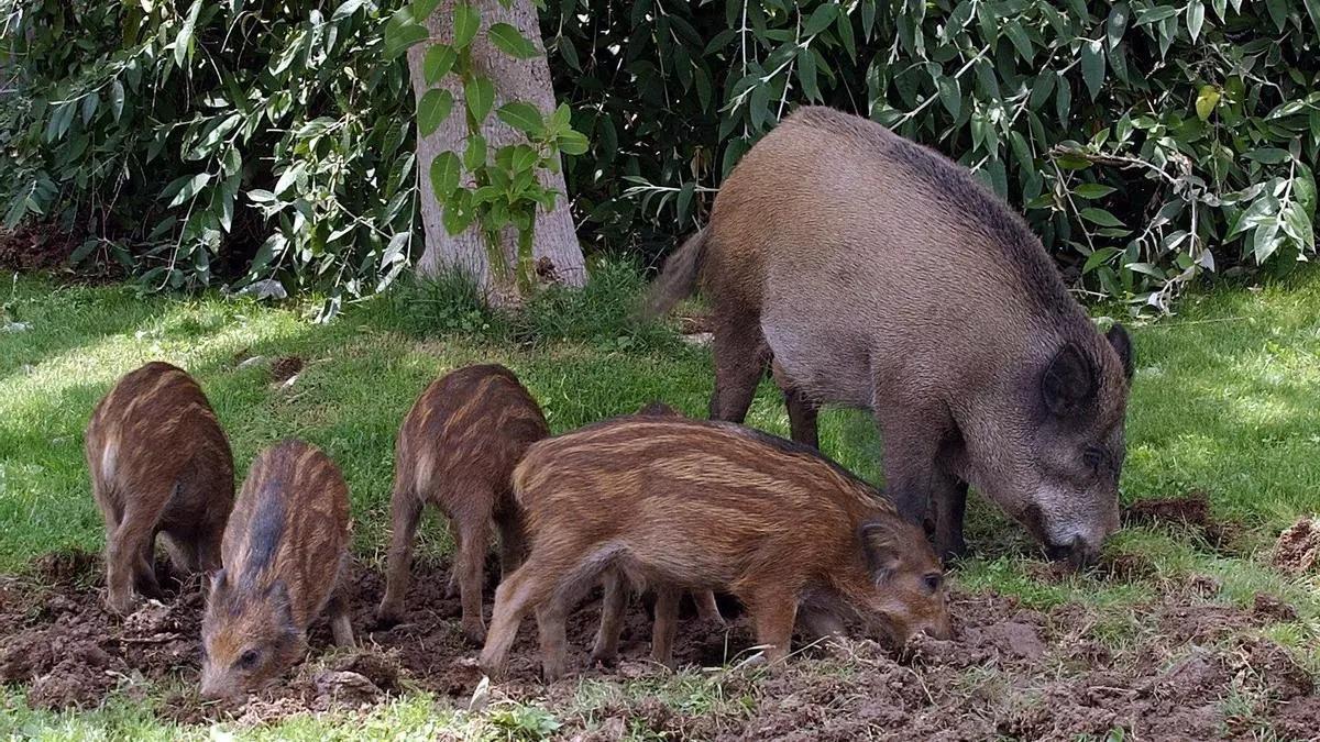 Una familia de jabalíes.