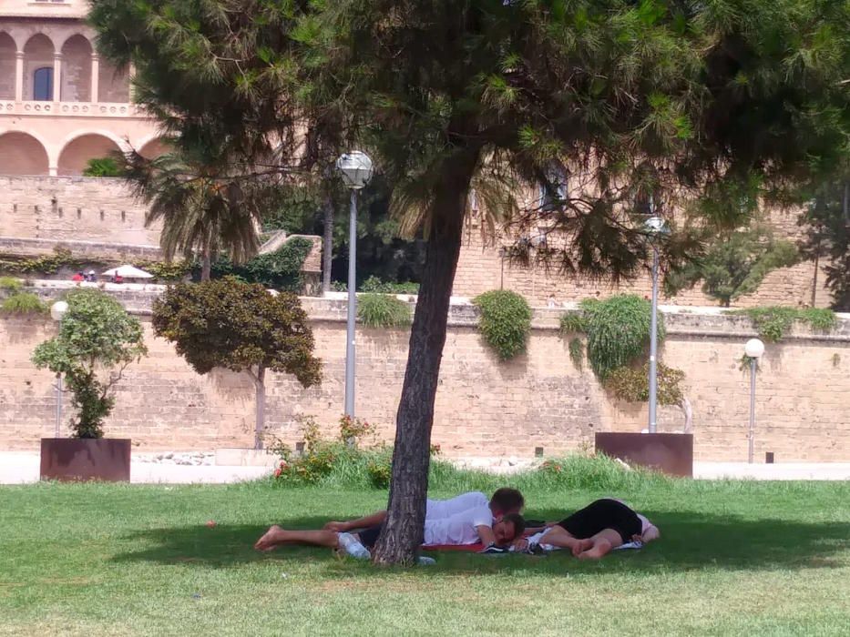 Tumbados bajo cualquier sombra en Palma en plena ola de calor