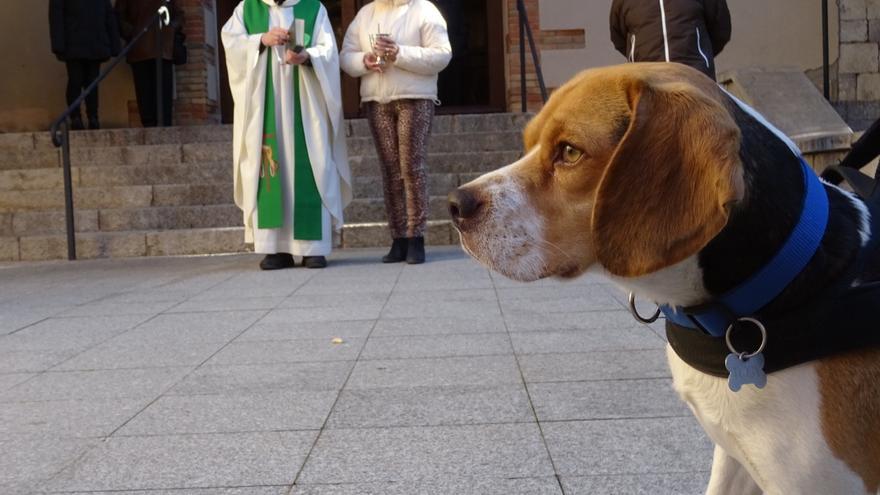 Peralada celebra la Festa de Sant Antoni Abat i Sant Sebastià