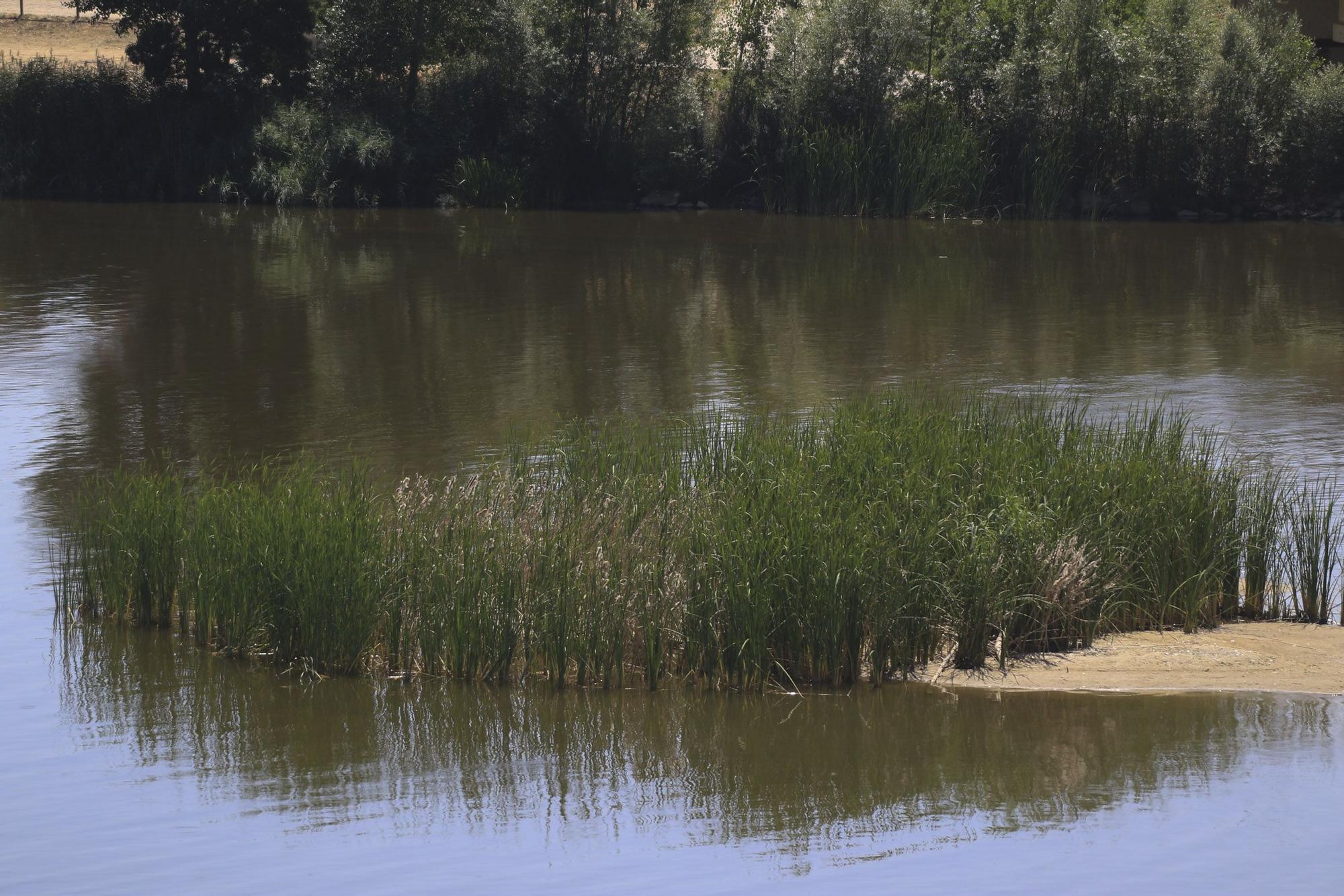 Zamora | Las aves del Duero, en peligro