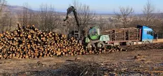 Madera de la Culebra, para la térmica de León o postes en Portugal