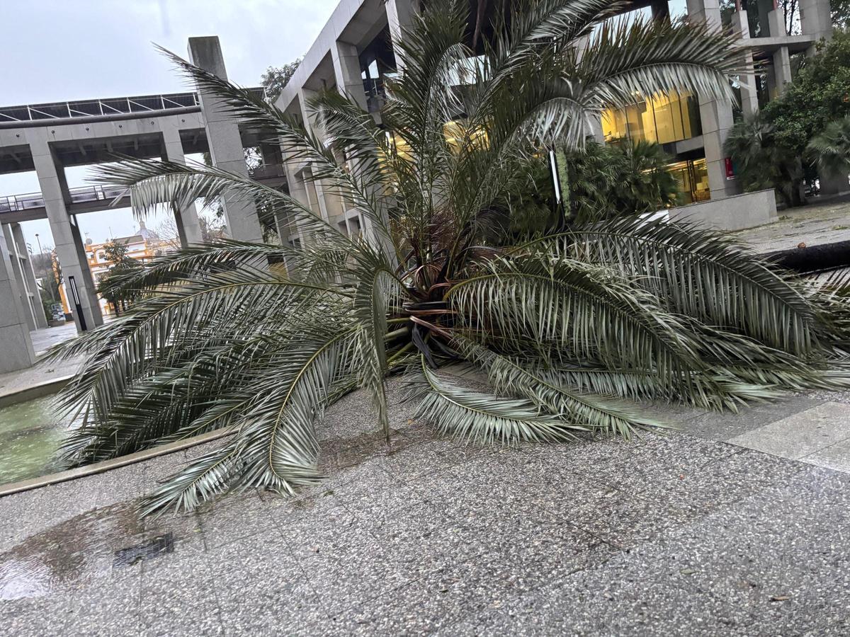 La Palmera y Enramadilla.