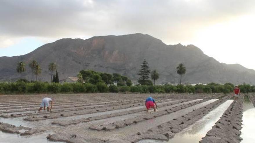 Los agricultores han plantado más de 1.764 hectáreas de alcachofas por su rentabilidad