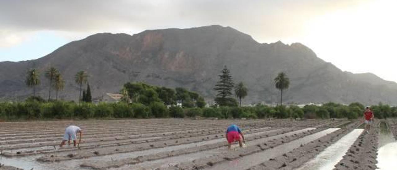 Imagen de la Asociación Alcachofa Vega Baja donde un grupo de jornaleros realizan trabajos de plantación en la huerta.