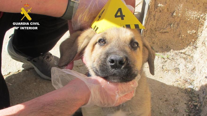 Abandonan cuatro cachorros de mastín junto al río Duero