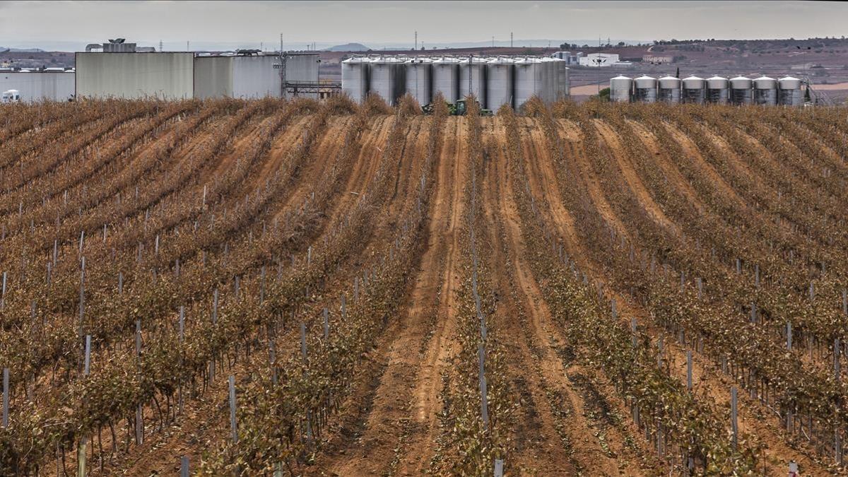 Campos de viñas y bodegas al fondo en el municipio de Requena.