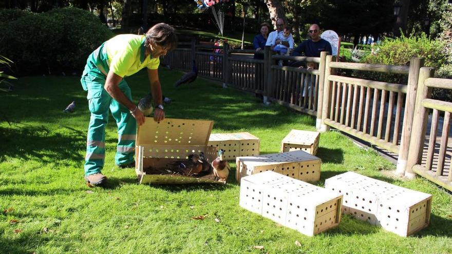 Un operario soltando patos en el estanque del Campo de San Francisco.