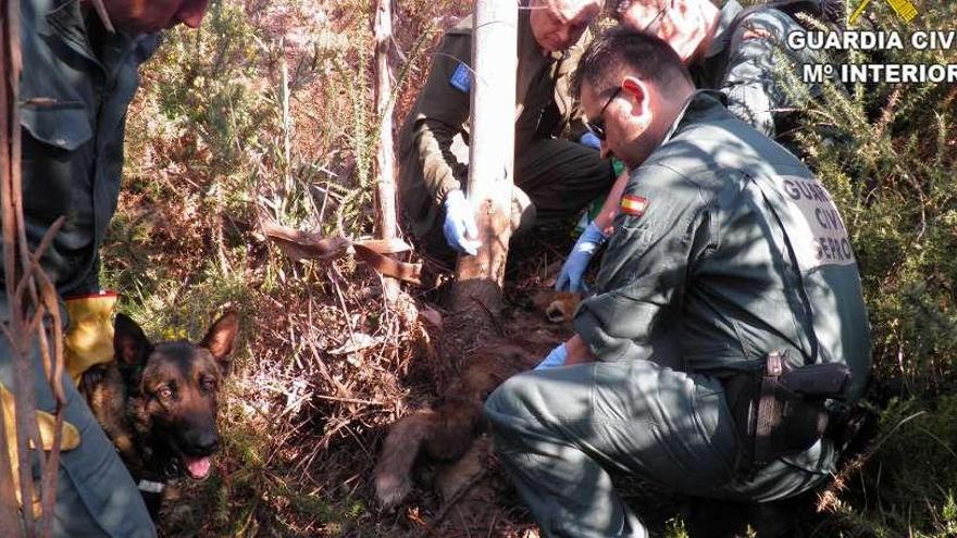 Uno de los perros de la Guardia Civil localiza el cuerpo de un animal envenenado en el monte.
