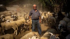 Arenys de Munt 13/10/2025 Barcelona Entrevista a Antonio,el pastor octogenario que se ha quedado el rebaño del último pastor de la Mola. AUTOR JORDI OTIX
