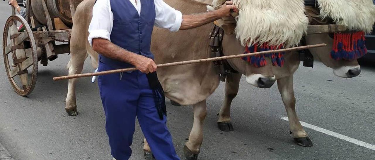 Víctor Molina, con su carru tirado por vacas en el desfile del Concurso de sidra casera de Infiesto.