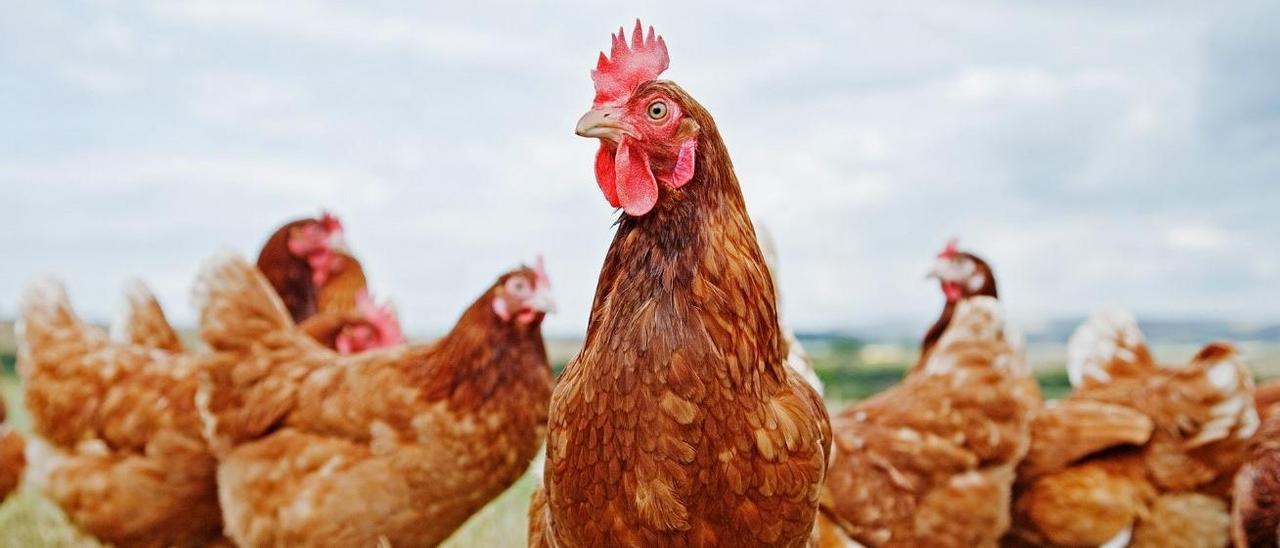 Nestlé fomenta el uso exclusivo de huevos obtenidos con gallinas libres de jaulas.