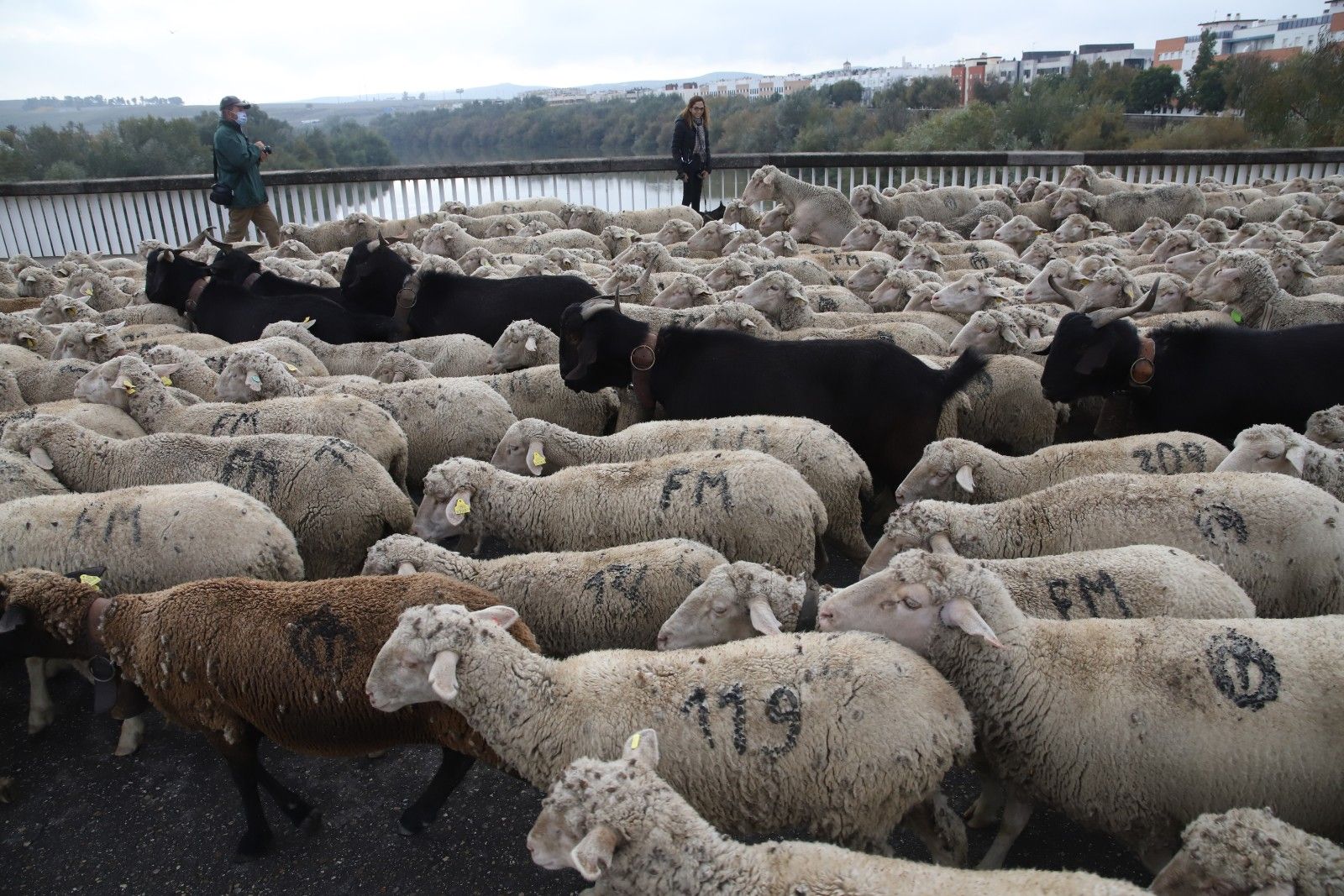 Cientos de ovejas de la ganadería Las Albaidas cruzan Córdoba