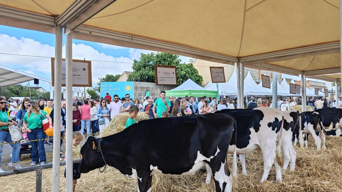 FOTOS | Búscate en la Fira de ses Vaques de Campos