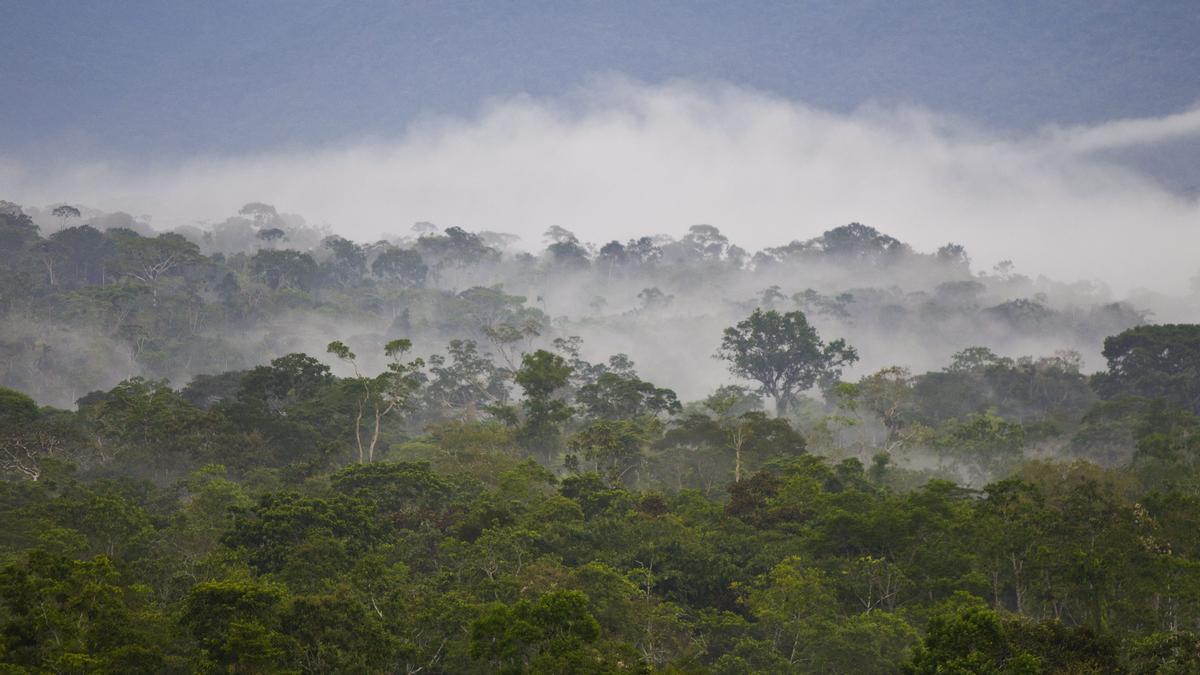Algunas zonas del Amazonas emiten más carbono del que absorben