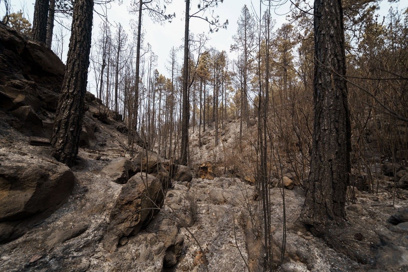 Así ha quedado el monte de Tenerife por el incendio