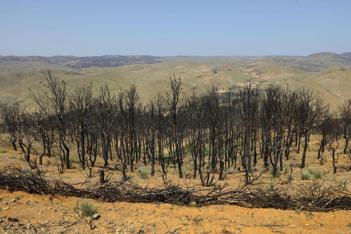 En imágenes | Así está Ateca un año después del incendio forestal que afectó a 14.000 hectáreas En imágenes | Así está Ateca un año después del incendio forestal que afectó a 14.000 hectáreas