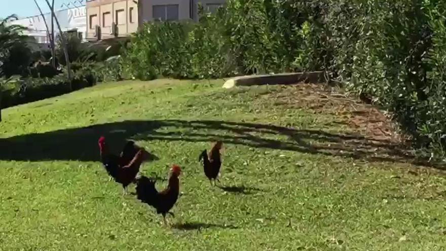 Cuatro gallos ponen en jaque a los vecinos de Castelló