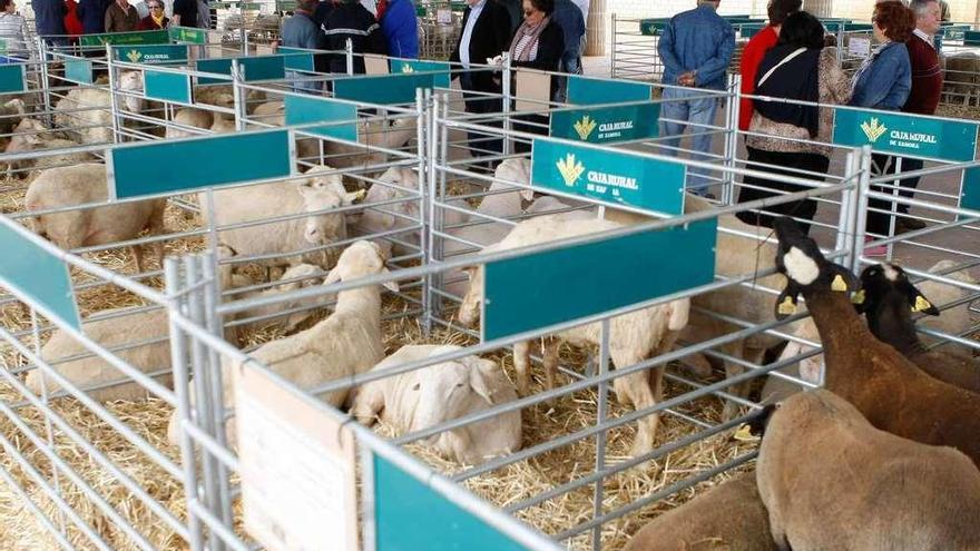 Feria de Ovicampos de Villalpando en la edición del año pasado.