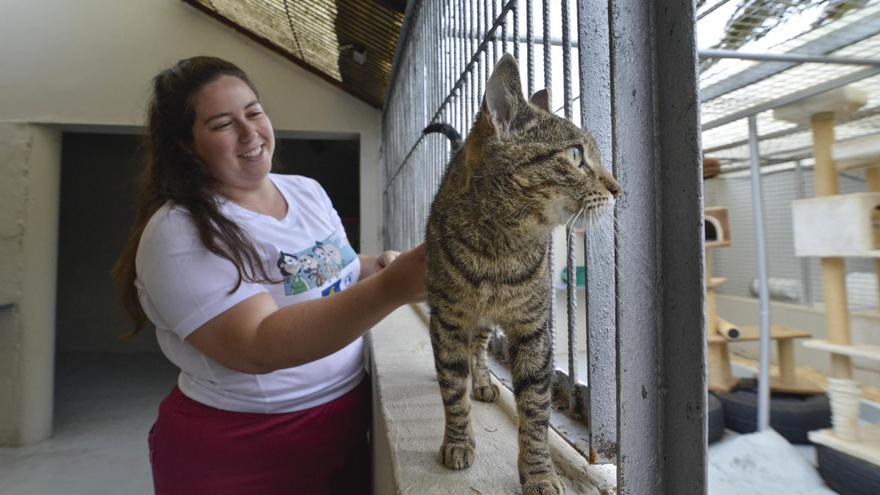 La Mancomunidad de Medianías construirá un albergue de animales en el sur