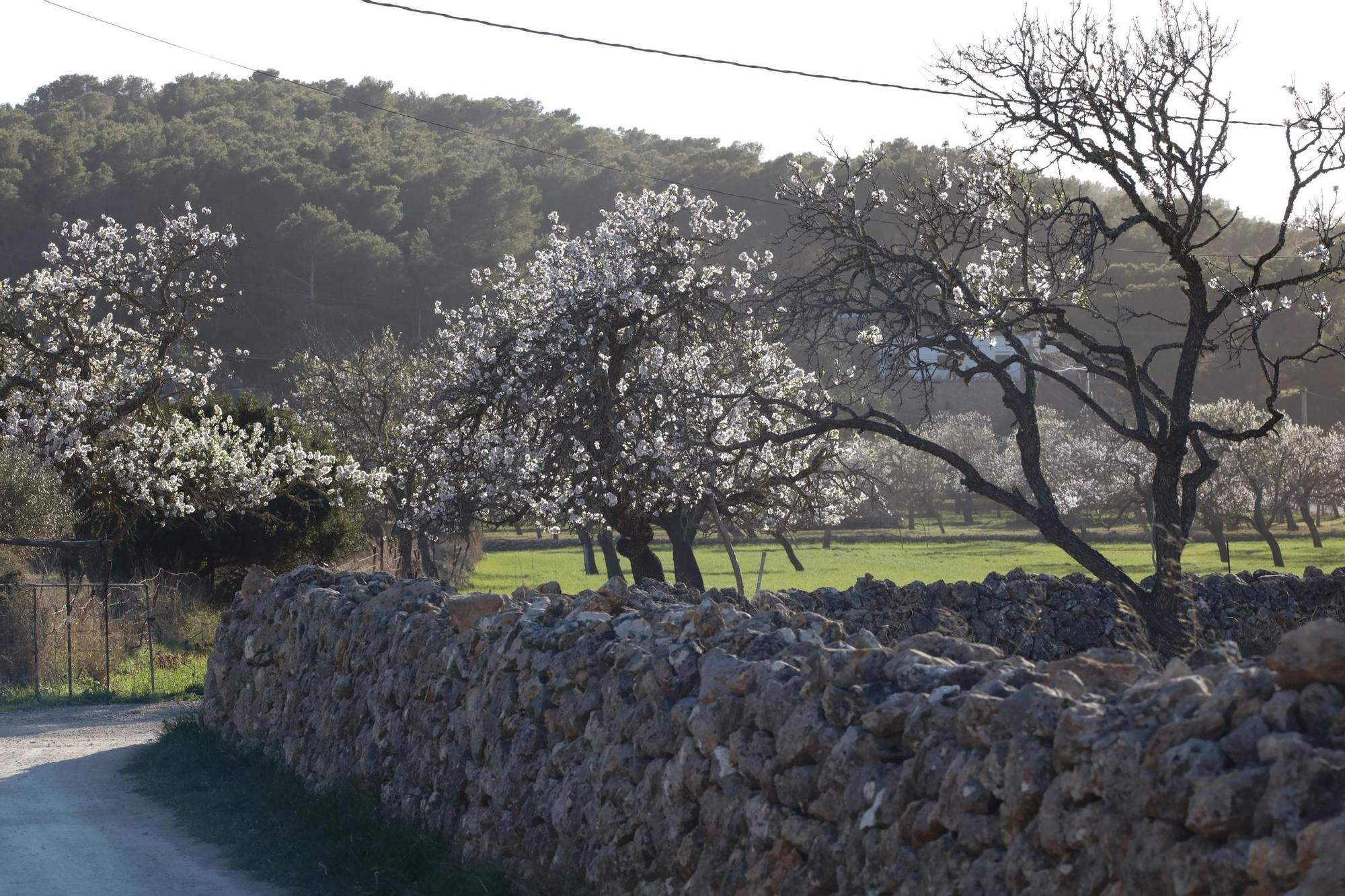 Sant Antoni quiere frenar el aluvión de gente de Ibiza que acude a ver los almendros en flor