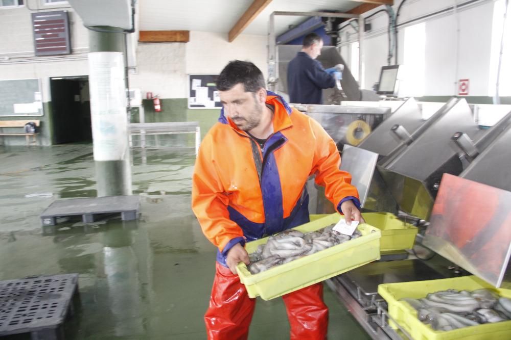 Las primeras descargas de pulpo en el puerto de Bueu // Santos Álvarez