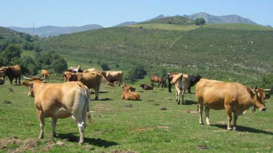 Reses de asturiana de los valles.