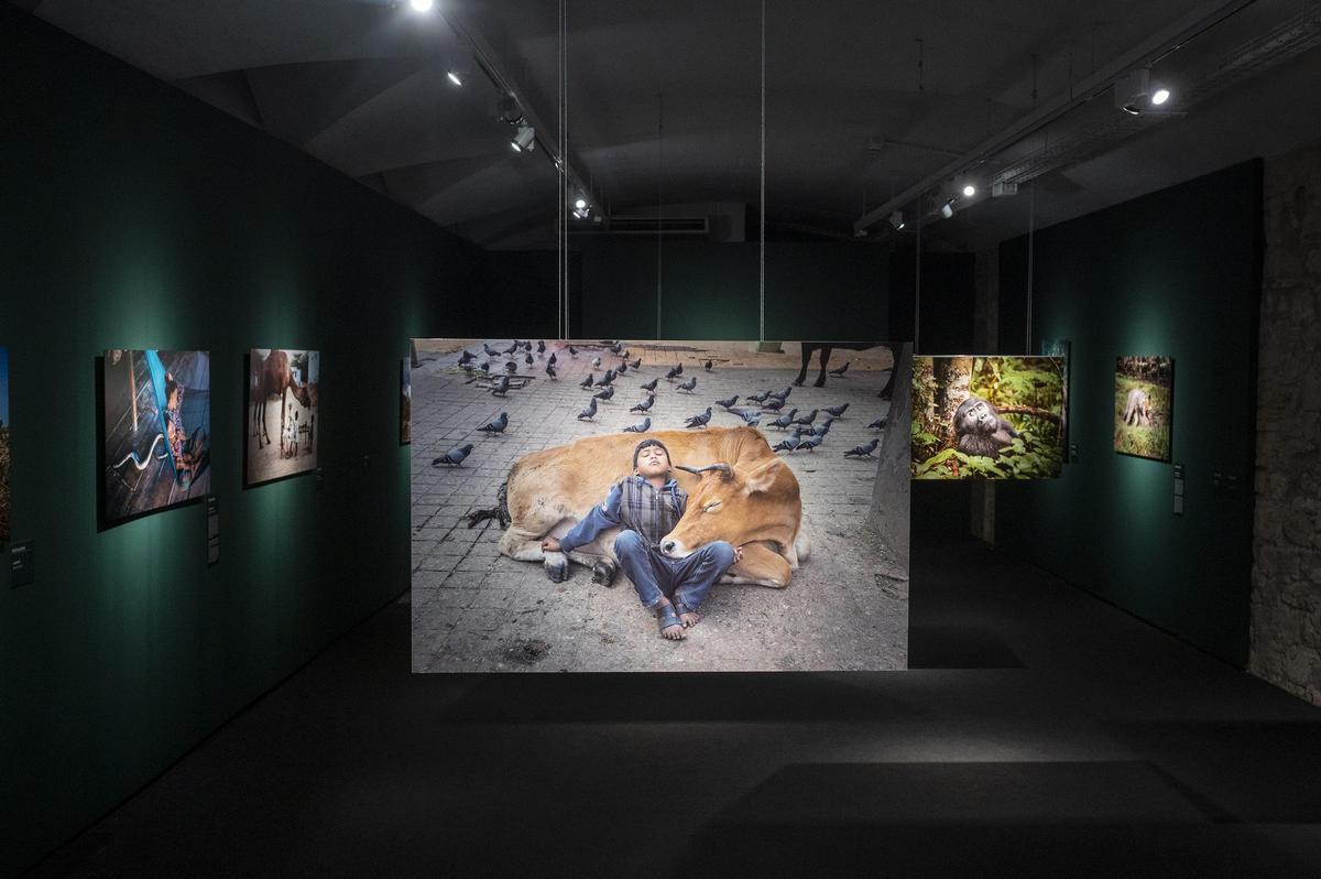 Exposición del fotógrafo Steve McCurry en el Palau Martorell de Barcelona