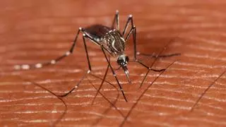 Estos son los dos mosquitos más peligrosos que pueden picarnos en España