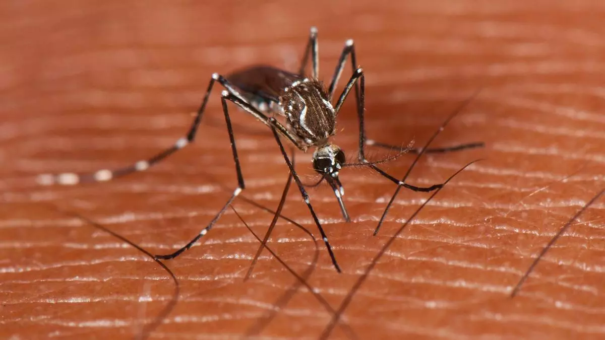 Estos son los dos mosquitos más peligrosos que pueden picarnos en España