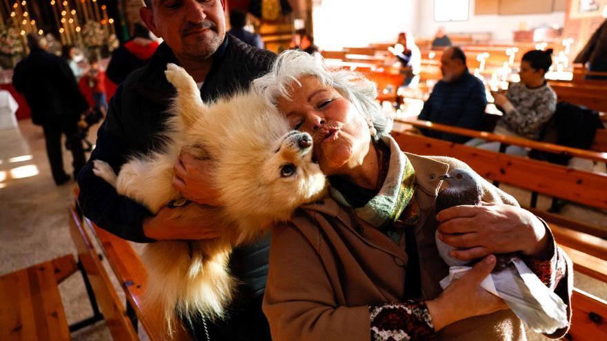 Bendición de animales en la iglesia de San Antonio Abad, en Churriana