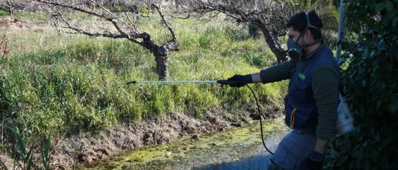 Almassora inicia el tratamiento contra mosquitos por las altas temperaturas